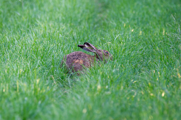 An european hare peeks through tall green grass, alert and camouflaged in its natural habitat.