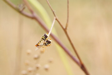 Close-up macro shot of two mating hoverflies perched on a dry twig, showcasing vivid yellow-black patterns and delicate transparent wings in natural light.