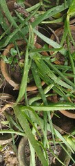 Close up shot of Aloe vera in the garden.
