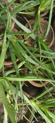 Close up shot of Aloe vera in the garden.