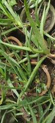 Close up shot of Aloe vera in the garden.