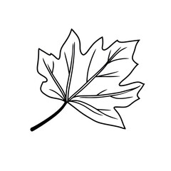 Maple leaf drawing simple white.