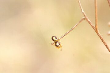 Close-up macro shot of two mating hoverflies perched on a dry twig, showcasing vivid yellow-black patterns and delicate transparent wings in natural light.