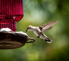 hummingbird