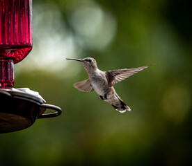hummingbird