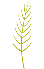 fern leaf isolated on white