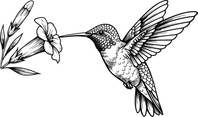 Elegant hummingbird feeding on beautiful flower nectar in a striking monochromatic drawing style
