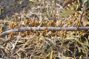 Taxillus yadoriki (Cham-na-mu-gyeo-u-sal-i), valued in traditional medicine for improving blood circulation, enhancing immunity, and detoxifying the body. Photographed in Korea.