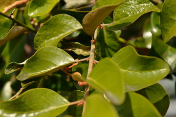 Taxillus yadoriki (Cham-na-mu-gyeo-u-sal-i), admired for its ornamental beauty and valued for circulation and immune-boosting effects in traditional medicine. Photographed in Korea.