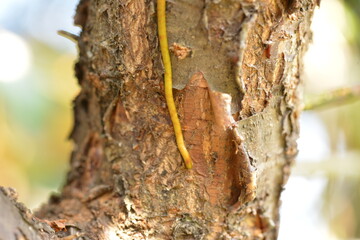 Taxillus yadoriki (Siebold ex Maxim.) Danser (Cham-na-mu-gyeo-u-sal-i) with traditional medicinal uses for circulation, immune support, and detox. Photographed in Korea.