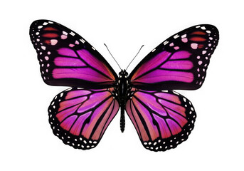 Fototapeta premium Vibrant pink monarch butterfly with black markings against a dark background