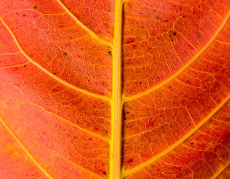 Vibrant autumn leaf venation