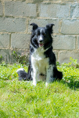 A dog, Border Collie in the garden, paying attention to the photographer.