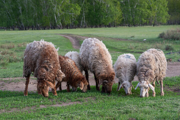 Group of sheep grazing on green field near forest path in springtime countryside. concept of rural farming