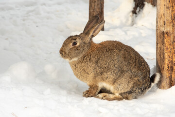 Brown rabbit sitting on snow between wooden posts in winter forest scene. concept of wildlife interaction, winter wildlife behavior, animal care and survival