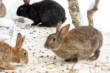 Multiple rabbits of different colors foraging on snowy forest ground, natural light photo, winter wildlife behavior concept