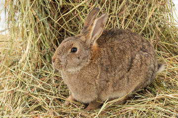 Brown rabbit sitting on dry hay in natural farm environment outdoors. concept of wildlife interaction, winter wildlife behavior, animal care and survival
