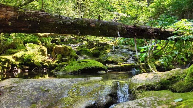 Static shot of a small stream running under a fallen tree in a green forest setting