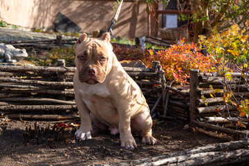 Tan pitbull puppy sitting on soil inside a rustic wooden fence, autumn garden background, natural lighting, concept of pet outdoors