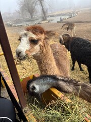 Fototapeta premium camel in the desert