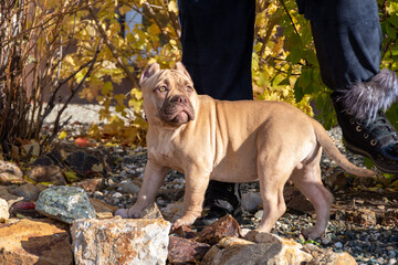 Fototapeta premium Portrait of an American Bully puppy sitting next to the owner, breeder, handler. Autumn walk with a dog on the street. Dog obedience training.