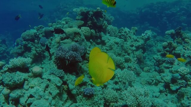 An underwater coral reef scene with fishes swimming amidst the coral