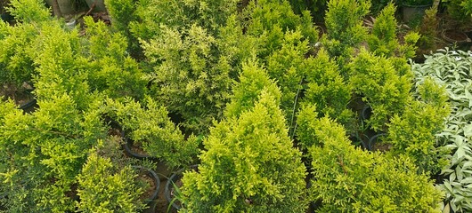 Close up shot of Golden Cypress Plant in the garden.