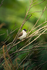 The sooty headed bulbul bird, Pycnonotus aurigaster is perching on the tree 
