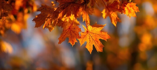 The vibrant orange leaves illuminated by golden autumn sunlight.