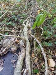 Twisting Vines on Fallen Tree Trunk