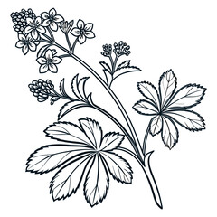 black and white alchemilla mollis