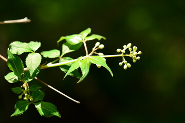 Staphylea bumalda DC (Go-chu-na-mu) ripe fruit clusters with ornamental value and potential medicinal uses. Photographed in Korea.