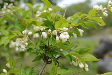 Staphylea bumalda DC (Go-chu-na-mu) buds and blooming white flowers with ornamental charm. Photographed in Korea.
