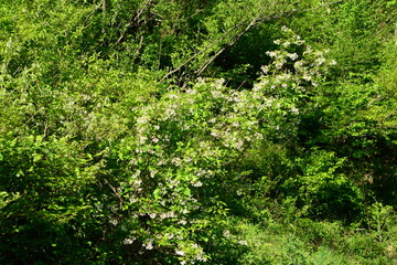 Staphylea bumalda DC (Go-chu-na-mu) full tree view in natural habitat with ornamental appeal. Photographed in Korea.