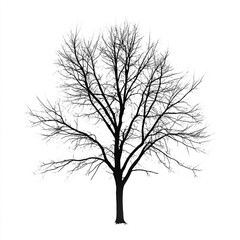 Obraz premium Black silhouette of a bare deciduous tree against a white background bare tree winter