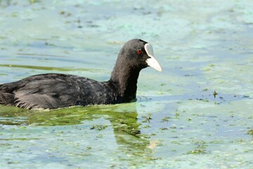 black and white goose...eurasian coot