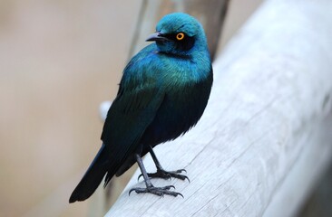 Uccello blu brillante con occhi gialli posato su ringhiera.