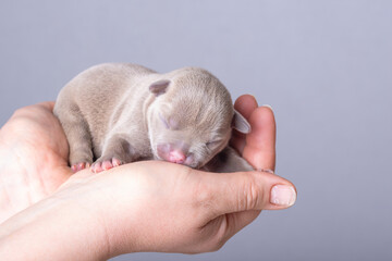 Newborn puppy sleeping peacefully in gentle human hands on soft gray background. concept of love, care and innocence