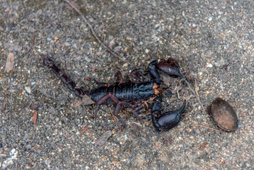 A large black scorpion on the ground surface. Its powerful pincers and segmented tail with a sting emphasize its dangerous and predatory appearance.  