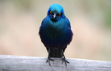 Uccello blu iridescente con occhi gialli appollaiato su legno.