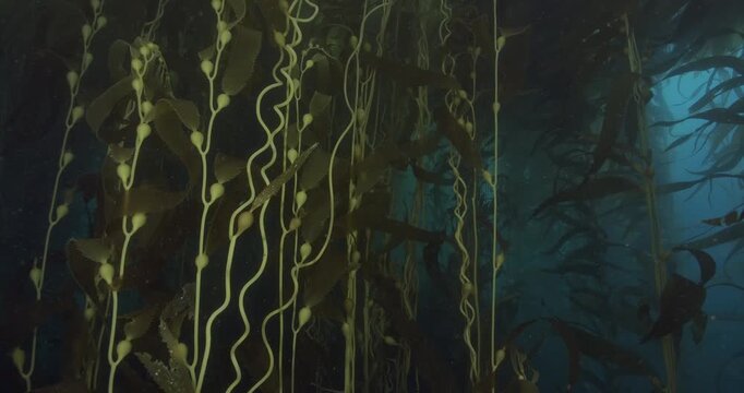 Giant kelp stipes and pneumatocysts.