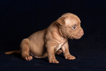 Cute light brown puppy crawling on dark background with curious expression. concept of innocence, curiosity, and domestic pet charm