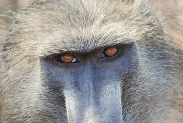 Occhi intensi di babbuino risaltano sul volto scuro rugoso.