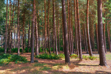 Sherwood Forest - Robin Hood country