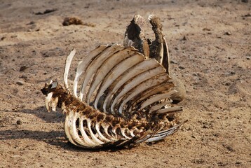 Scheletro animale con costole esposte giace su terreno sabbioso arido.