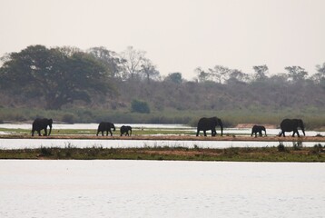 Gruppo di elefanti attraversa fiume con vegetazione sullo sfondo.