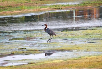 Airone solitario cammina nell’acqua bassa con riflesso visibile.