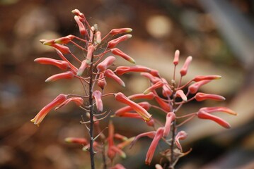 Fiori rossi tubolari su stelo sottile spiccano tra sfondo sfocato.