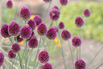 Blooming round-headed leak (Allium sphaerocephalon). Copyspace.