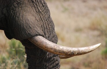 Primo piano zanna d’elefante africano con pelle rugosa scura.